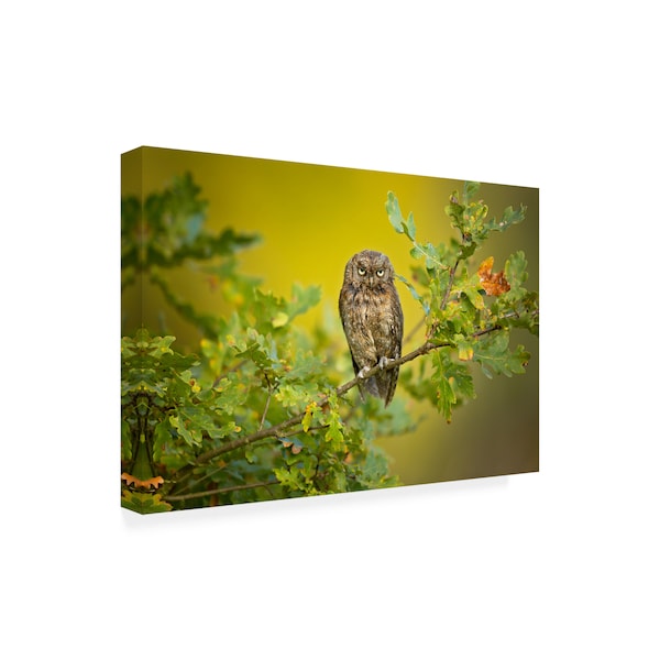 Milan Zygmunt 'Eurasian Scops Owl' Canvas Art,22x32